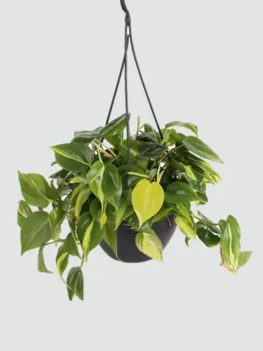 Philodendron Oxycardium Brasil Hanging Pot