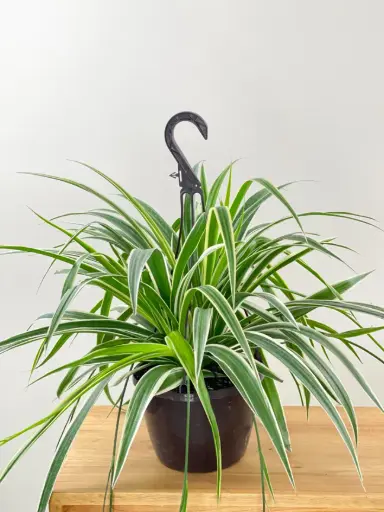 Spider Plant With Hanging Pot