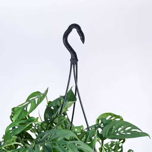 Broken Heart Plant With Hanging Pot