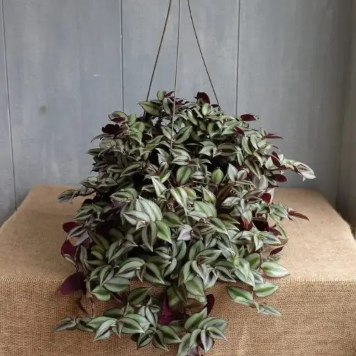 Wandering Jew Plant   With Hanging Pot