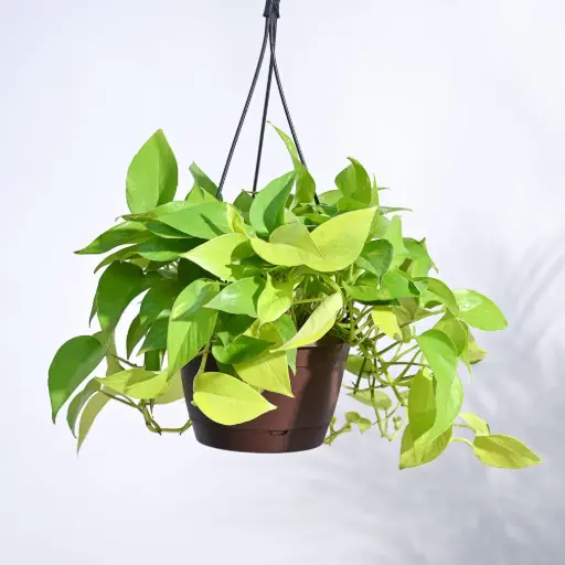 Golden Money Plant With Hanging Pot