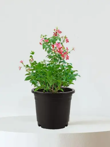 Madhumalti plant