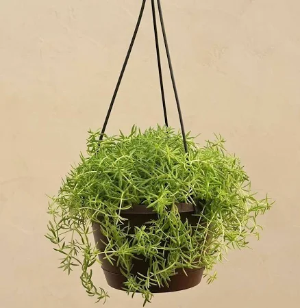 Sedum Golden With Hanging Pot 
