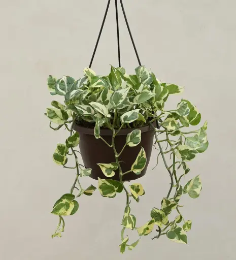 Money Plant N Joy With Hanging Pot 